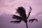 Palm Tree Blowing Silhouette Against Pink Cloudy Sky