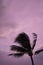 Palm Tree Blowing in Silhouette Against Stormy Cloudy Sky in Pal