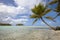 Palm tree on blue lagoon of desert island