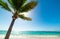 Palm tree and blue sea in Raisins Clairs beach in Guadeloupe