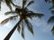 Palm tree and blue sky