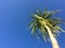 Palm tree on a blue sky