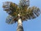 Palm tree with a blue sky background