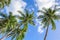 Palm tree and blue sky idyllic photo for background. Green coco palms with beautiful leaves.