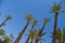 Palm Tree on Blue Sky-Menara parc in Marrakech-Morocco
