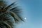 Palm tree with blue sky and moon in background