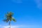 Palm tree and blue sky with place for text. Palm tree leaf. Tropical nature travel photo.