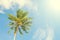 Palm tree and blue sky retro toned image. Tropical nature idyllic photo for banner background.