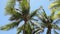 Palm tree and blue sky with strong wind blowing