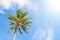 Palm tree and blue sky. Tropical nature idyllic photo for luxury travel banner background.