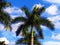 Palm tree with blue vivid sky