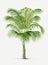 Palm tree botanical illustration.