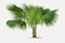 Palm tree botanical illustration.