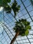 Palm tree bottom view - leaves