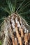 Palm tree bottom view. Nice slender trunk. Natural background