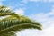 Palm tree branch on a blue sky background. Palm sunday, christian, summer, tropic, exotic, jungle, season concept