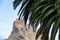 Palm tree branch with a panoramic view on Roque de las Animas crag in the Anaga mountain range, Tenerife, Canary Islands, Spain.