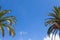 Palm tree branches over a clear blue sky