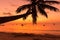 Palm tree with bright orange tropical sunset