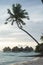 Palm tree and bungalows in Bora Bora