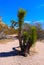 Palm tree bushes in Desert in Joshua Tree National Park in California