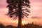 Palm Tree at Cape Phrom Thep