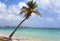 Palm tree at Caribbean Sea beach near Saint-Anne, Guadeloupe