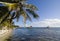 Palm tree in Caye Caulker, Belize