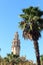 Palm tree and church Barcelona Cathedral bell tower