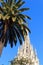 Palm tree and church Barcelona Cathedral steeple tower