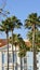 Palm tree in the city Lisbon Portugal white building old