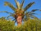 Palm Tree and Clear Blue Sky