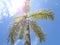 Palm tree, clear blue sky with shining sun.