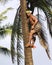 Palm Tree Climber