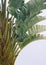 Palm tree close-up.  Minimal floral botanical aesthetic wallpaper. Canary island plant