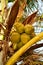 Palm tree with coconut fruit