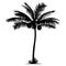 Palm tree coconut silhouette