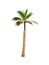 Palm tree or Coconut tree ,a green leaf isolation for summer background ,relax and vacation holiday summer concept