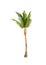 Palm tree or Coconut tree ,a green leaf isolation for summer background ,relax and vacation holiday summer concept