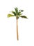 Palm tree or Coconut tree ,a green leaf isolation for summer background ,relax and vacation holiday summer concept