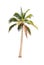 Palm tree or Coconut tree ,a green leaf isolation for summer background ,relax and vacation holiday summer concept