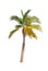 Palm tree or Coconut tree ,a green leaf isolation for summer background ,relax and vacation holiday summer concept