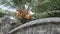 Palm Tree with Coconuts in the Dirty Town of Stone Town, Zanzibar, Africa