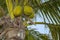 Palm Tree with coconuts Key West, Florida