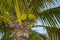 Palm Tree with coconuts Key West, Florida