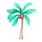 Palm tree with coconuts. Watercolor illustration. Isolated on a white background.