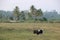 Palm tree cow landscape Sri Lanka