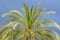 Palm tree crone on dark blue sky