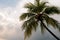 Palm tree crown against the sky with clouds .Horizontal view.