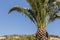 Palm tree, crown Cape Town South Africa blue sky